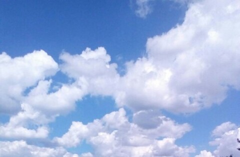 A serene landscape of a vast field filled with trees under a clear blue sky.
