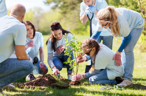 Un gruppo di persone che piantano alberi nell?erba